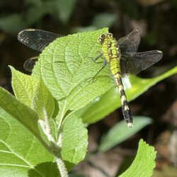 Loblolly Woods Nature Park - Eastern Pondhawk dragonfly