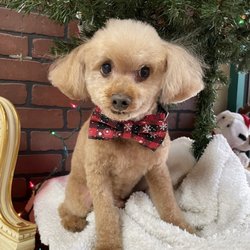 Paso Petcare Veterinary Hospital - Charlie bear