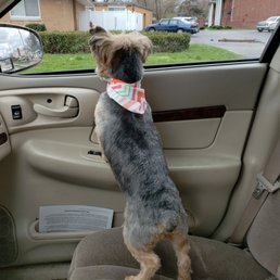 Max after his spa day at 4 Paws! Max after his spa day at 4 Paws!