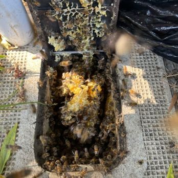 All 818 Bee Rescue - Woah! Beehive in the water meter box! - Pest Control Near Me - Granadahills, California