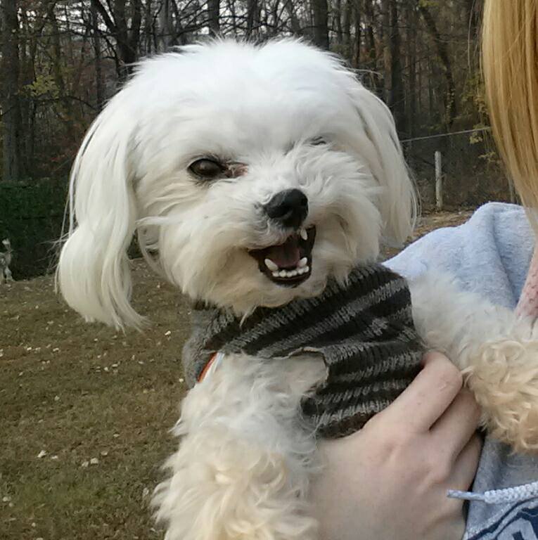 AIRPORT KENNEL CO Updated September 2024 21 Redmond Dr, Fletcher, North Carolina Pet