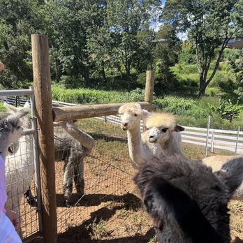 Maui Alpaca - Attraction Farms Near Me - Makawao, Hawaii Maui Alpaca - Attraction Farms Near Me - Makawao, Hawaii
