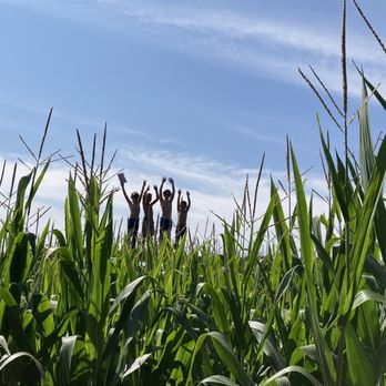 Strawberry Hill USA - Corn maze - Farmers Market Near Me - Chesnee, South Carolina Strawberry Hill USA - Corn maze - Farmers Market Near Me - Chesnee, South Carolina