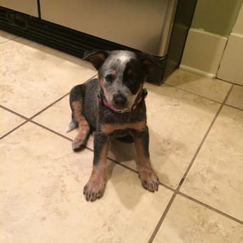 Taming the Wild - Mae learned to Sit! - Pet Training Near Me - Memphis, Tennessee Taming the Wild - Mae learned to Sit! - Pet Training Near Me - Memphis, Tennessee