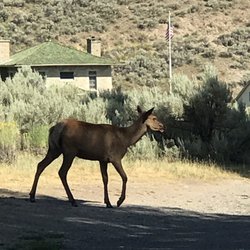 Fort Yellowstone - Horace M Albright Visitor Center - Elk in town.