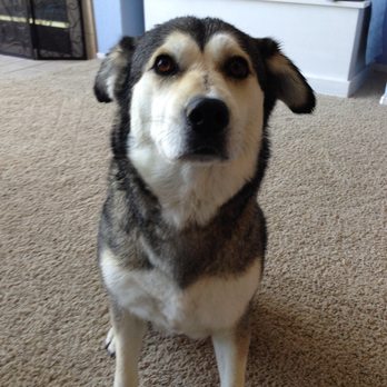 Tranquil Tails - Our beloved girl. - Veterinarians Near Me Tranquil Tails - Our beloved girl. - Veterinarians Near Me
