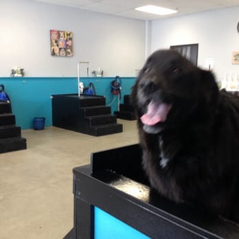 Barkzone- Bethany - Look at all the bath tubs - Pet Groomers Near Me - Beaverton, Oregon Barkzone- Bethany - Look at all the bath tubs - Pet Groomers Near Me - Beaverton, Oregon
