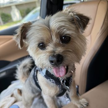 K-9 Klipping - Pet Stores Near Me - Pasadena, California