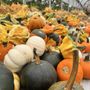Photo of Dedrick’s Farm Market