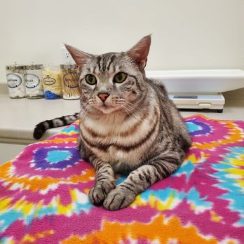 Holmes Feline Clinic - Raju was comfortable on his blanket - Veterinarians Near Me - Birmingham, Alabama Holmes Feline Clinic - Raju was comfortable on his blanket - Veterinarians Near Me - Birmingham, Alabama