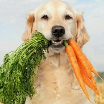 Pawsitively Safe Quality Pet Care - Dog Walkers Near Me Pawsitively Safe Quality Pet Care - Dog Walkers Near Me