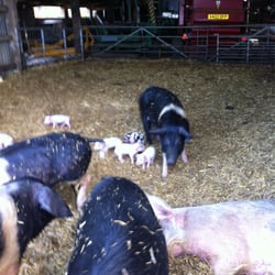 Northfield Farm Shop - New born piglets!
