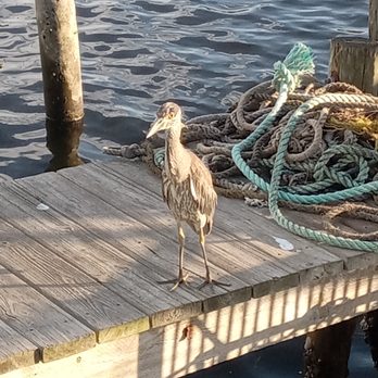 Seaside Inn - a bird standing on a dock - Seafood Near Me - New Port Richey, Florida Seaside Inn - a bird standing on a dock - Seafood Near Me - New Port Richey, Florida
