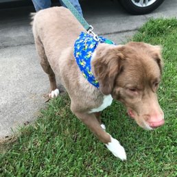 This is Cody after his haircut. He got a great bath and cut from Tory at Doggie Do.