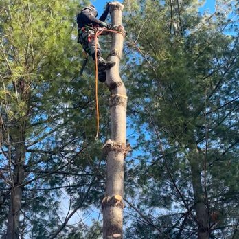 Veteran Tree Service - Tree Services Near Me - Montezuma, Indiana Veteran Tree Service - Tree Services Near Me - Montezuma, Indiana