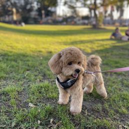 Post-grooming Post-grooming