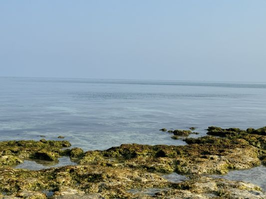 Sandspur Beach by null