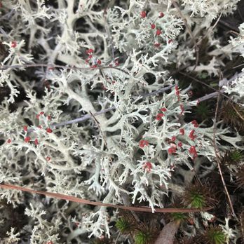 Arabia Mountain National Heritage Area - Tiny flowers on plant life - Parks Near Me - Stonecrest, Georgia Arabia Mountain National Heritage Area - Tiny flowers on plant life - Parks Near Me - Stonecrest, Georgia