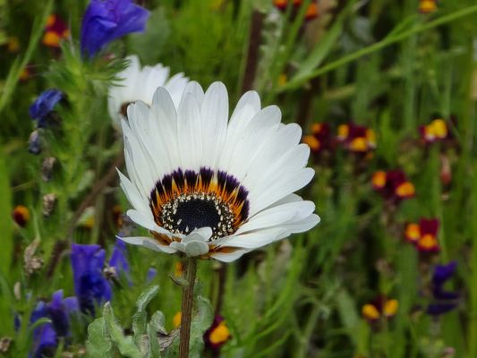 Royal Botanic Garden Edinburgh by null