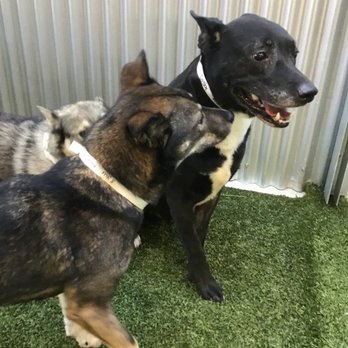 Pet Camp - Pet Training Near Me - San Francisco, California