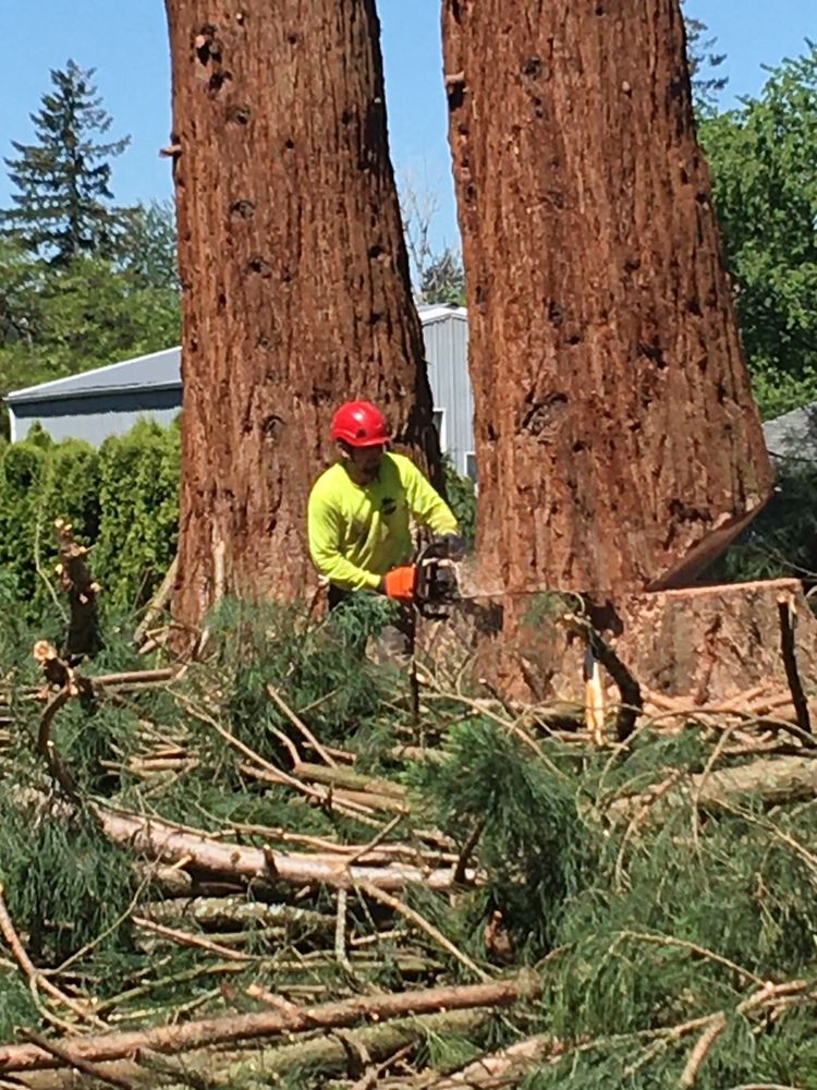 Willamette Valley Tree & Stump Removal - tree service in Independence, OR