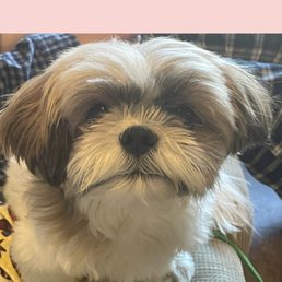 Shih tzu Shih tzu