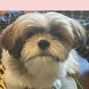 Bow Wow Meow - Menlo Park - Shih tzu - Pet Groomers Near Me - Menlo Park, California Bow Wow Meow - Menlo Park - Shih tzu - Pet Groomers Near Me - Menlo Park, California