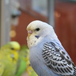 Petculture - Photo