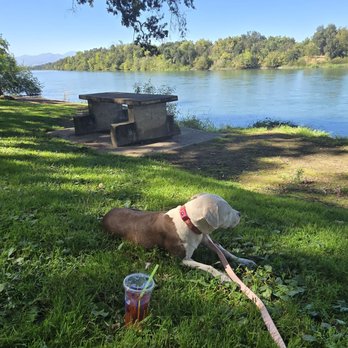 Anderson River Park - Poppy taking in the beautiful Sacramento River View at the Anderson River Park!! - Parks Near Me - Anderson, California Anderson River Park - Poppy taking in the beautiful Sacramento River View at the Anderson River Park!! - Parks Near Me - Anderson, California