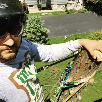 Native Tree Care - Tree Services Near Me - Amelia, Ohio Native Tree Care - Tree Services Near Me - Amelia, Ohio