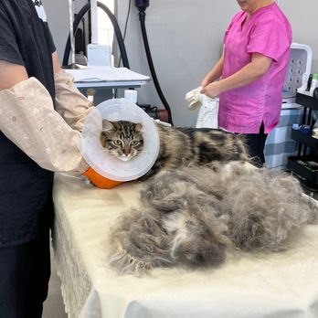 Happy Cat Grooming - Yikes - that's a lot of fur! - Pet Groomers Near Me - Cypress, California Happy Cat Grooming - Yikes - that's a lot of fur! - Pet Groomers Near Me - Cypress, California