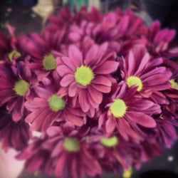 Harkins - Number 15
Purple daisy poms