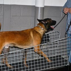 Michigan Dog Training - Treadmill running during inclement weather.