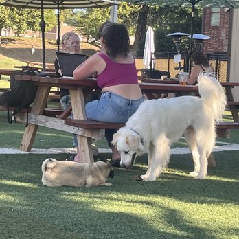 Tails and Ales - Frankie playing with a pug .. so cute haha - Dog Parks Near Me - Tulsa, Oklahoma Tails and Ales - Frankie playing with a pug .. so cute haha - Dog Parks Near Me - Tulsa, Oklahoma