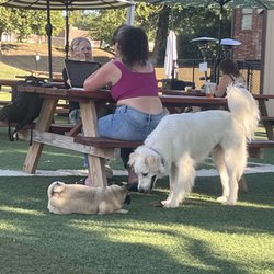 Tails and Ales - Frankie playing with a pug .. so cute haha
