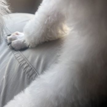 Wilda's Pet Styles - I don't know if you can see it, but there is blood on my pants from the cut on her foot. Also, her legs are totally unevenly trimmed. - Pet Groomers Near Me