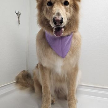 Lodi Grooming - Pet Groomers Near Me - Woodbridge, California Lodi Grooming - Pet Groomers Near Me - Woodbridge, California