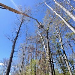 Gillis Tree Solutions