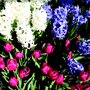 Photo of V.D.B. Bukov Landscape Design