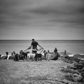 Coach Canine OC - Dog Walkers Near Me Coach Canine OC - Dog Walkers Near Me