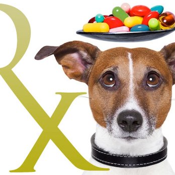 Pacifica Compounding Pharmacy - Your pet deserves the best! We can help you relieve the stress of dispensing medicine. Call us today (310) 530-0831 - Drugstores Near Me - Torrance, California Pacifica Compounding Pharmacy - Your pet deserves the best! We can help you relieve the stress of dispensing medicine. Call us today (310) 530-0831 - Drugstores Near Me - Torrance, California