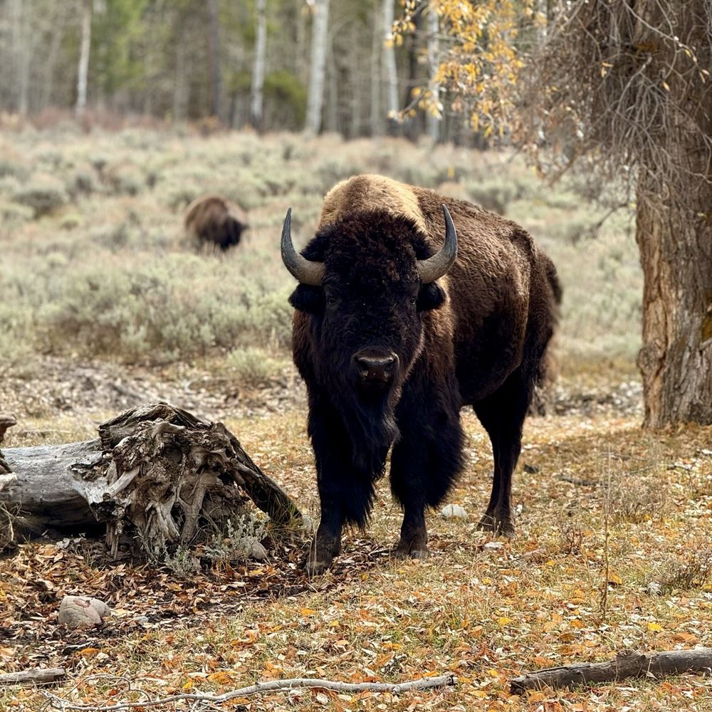 Yellowstone Day Tours - Tours Near Me Yellowstone Day Tours - Tours Near Me