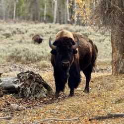 Yellowstone Day Tours