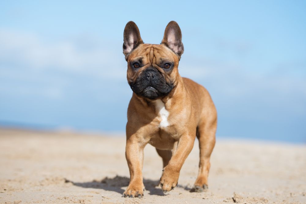 Florida Veterinary Referral Center Image