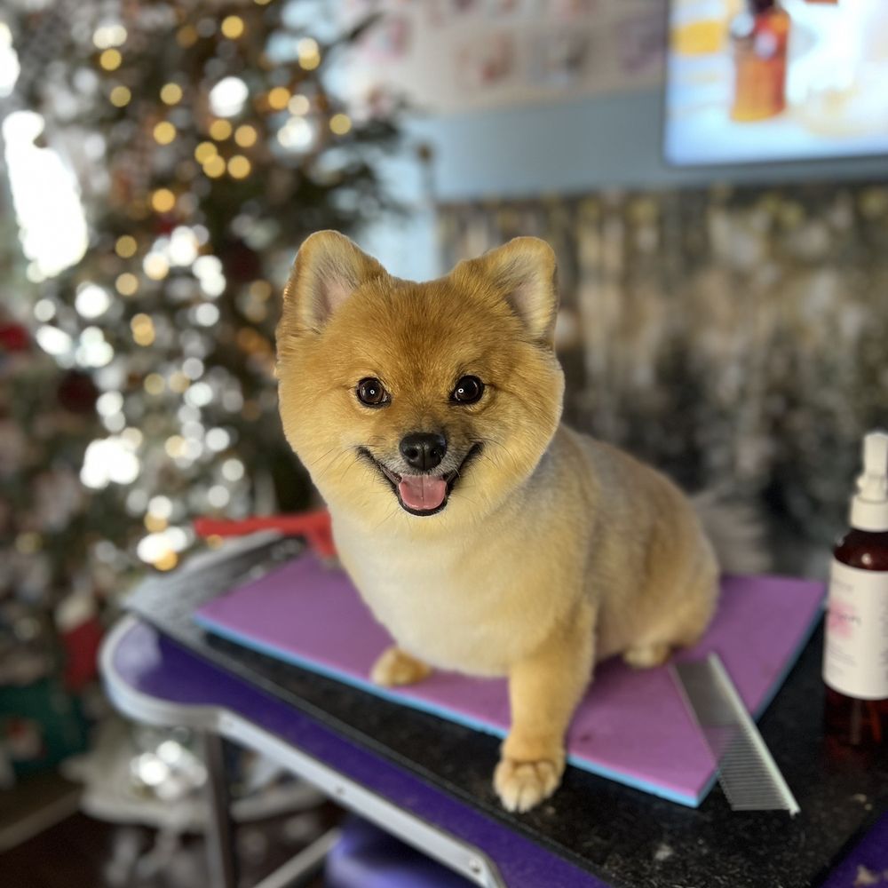 Pet Supplies Plus - Spring - Owner had to drive an hour to see me to fix the cut. - Pet Groomers Near Me - Spring, Texas