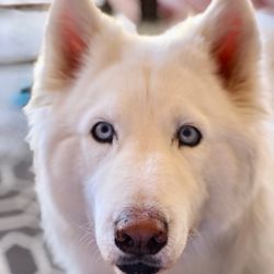 Apache Tails Pet Salon - One very happy rescue dog! Thanks so much for the excellent service on him!