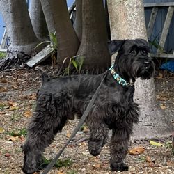 Animal Welfare Society of South Florida - Prince