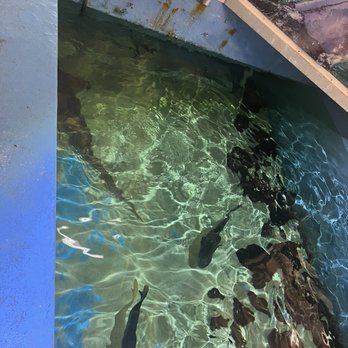 Clearwater Marine Aquarium - Aquariums Near Me - Clearwater, Florida