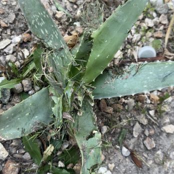 Marquez Landscaping - Mutilated aloe plant - Landscaping Near Me
