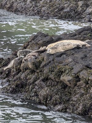 Yaquina Head Lighthouse by null